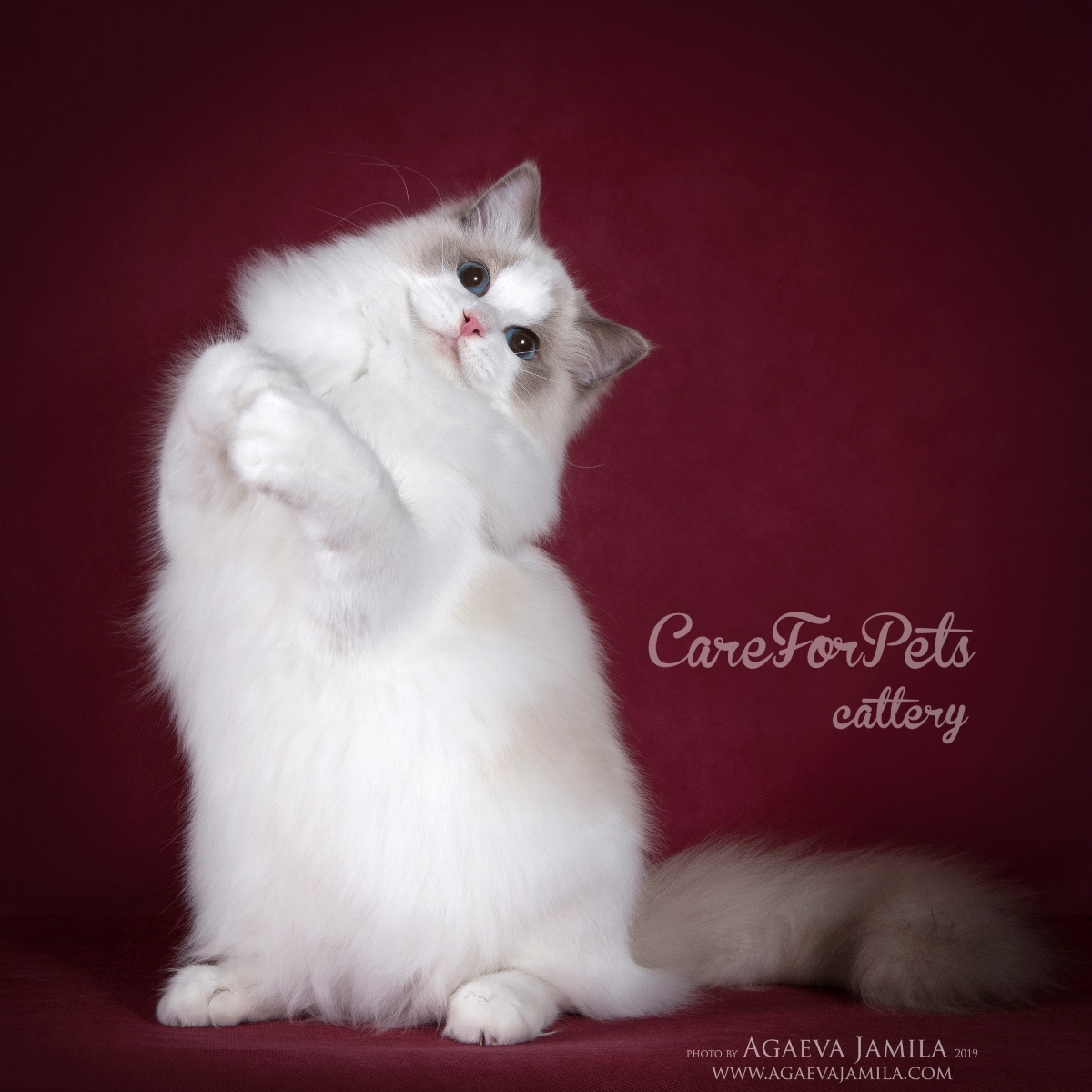 Ragdoll cat breed