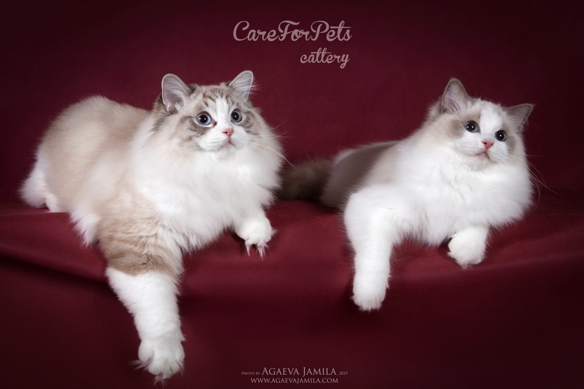 Ragdoll cat breed Russia