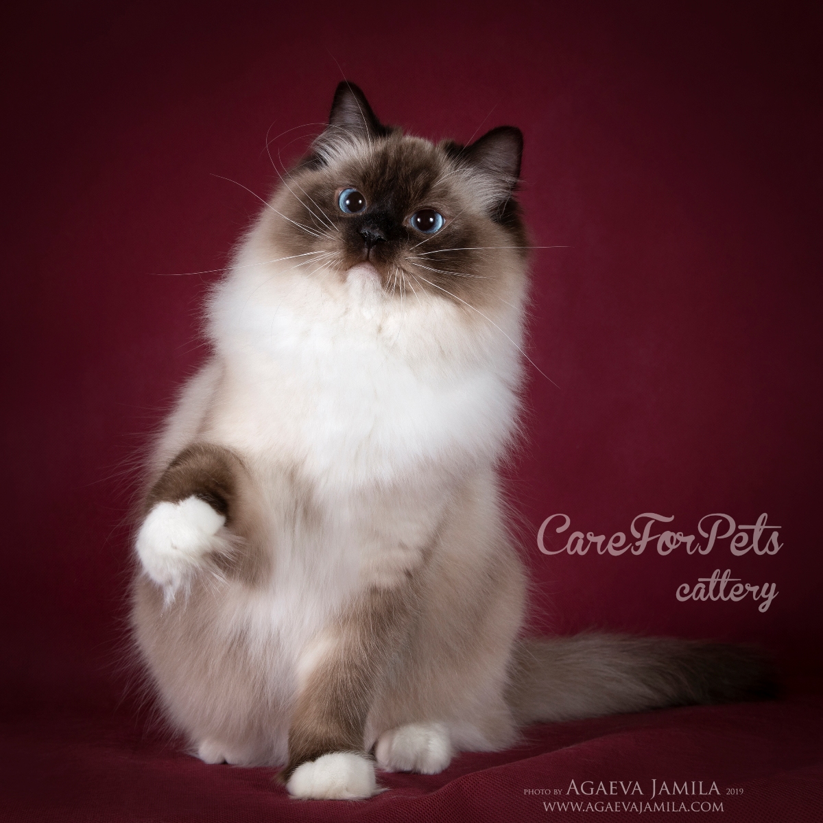 Ragdoll cat breed