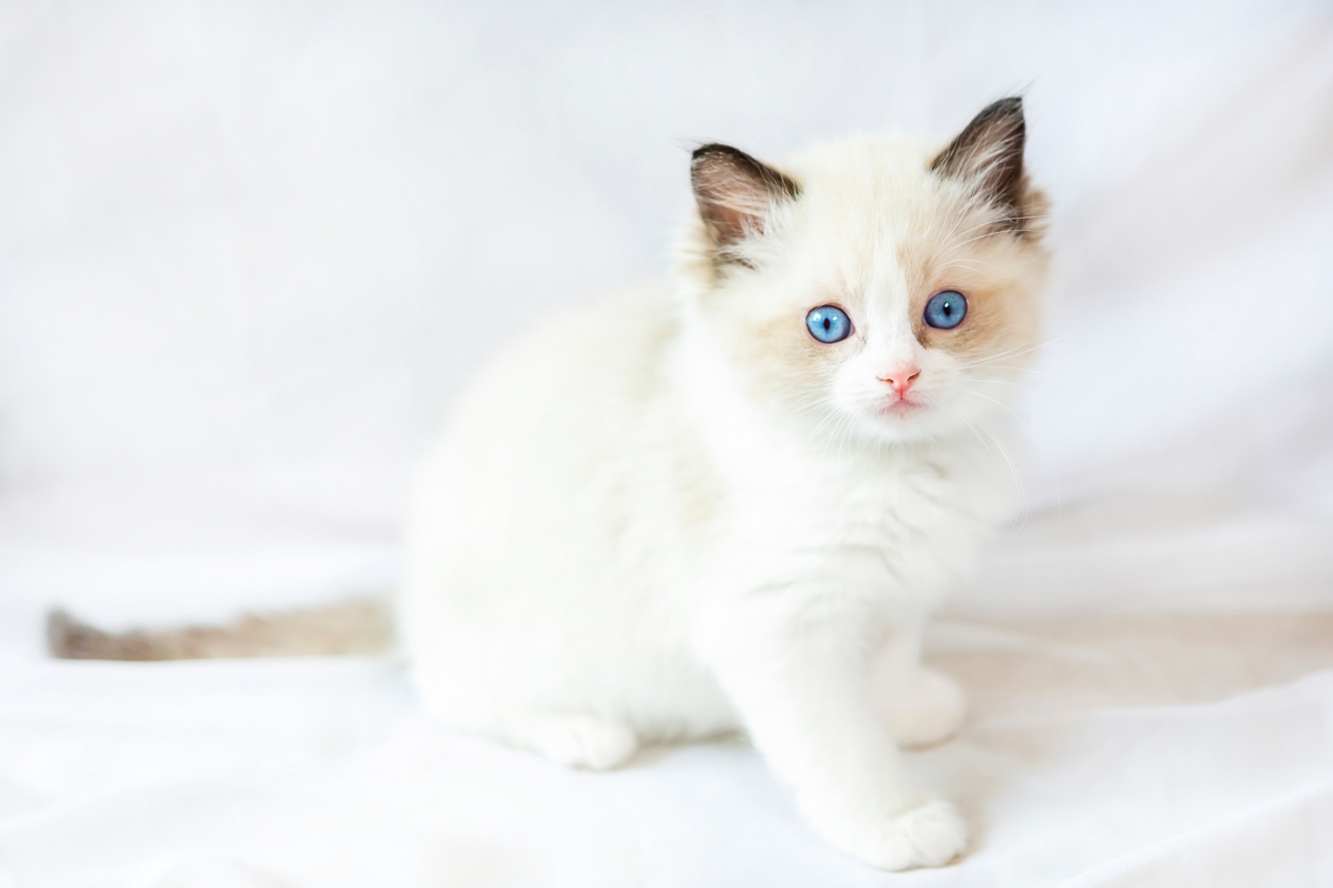 Ragdoll cat