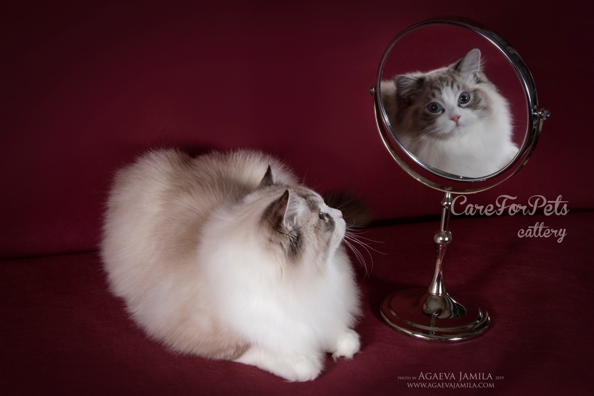 Ragdoll cat