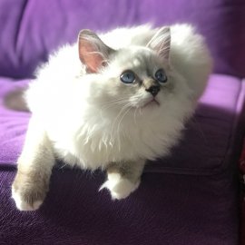 Котенок рэгдолл Darcy CareForPets.