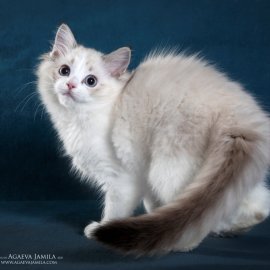 Котенок рэгдолл Diana CareForPets.