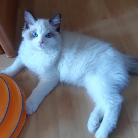 Котенок рэгдолл Daisy CareForPets.