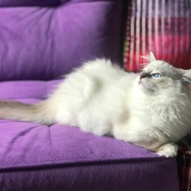 Котенок рэгдолл Darcy CareForPets.