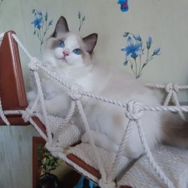 Котенок рэгдолл Daisy CareForPets.