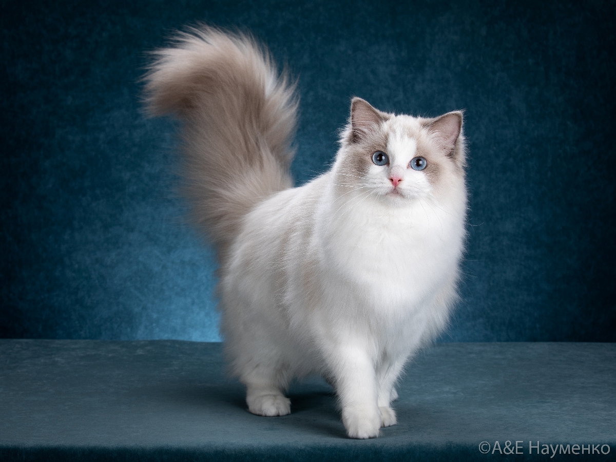 ragdoll  bellissima