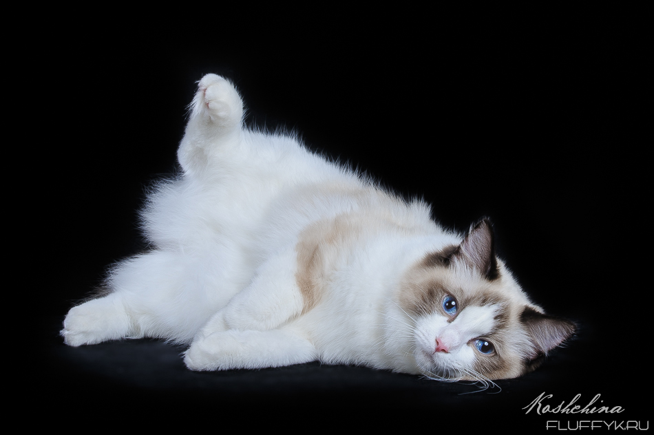 Ragdoll cat