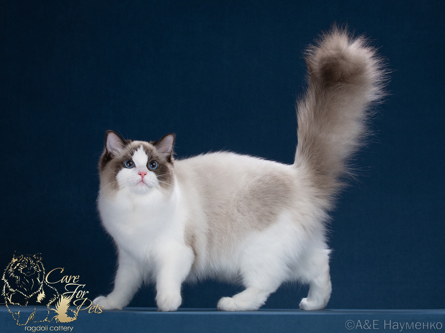 ragdoll  E-Grace CareForPets*RU