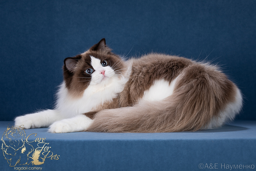 ragdoll Sean'Teddy CareForPets*RU