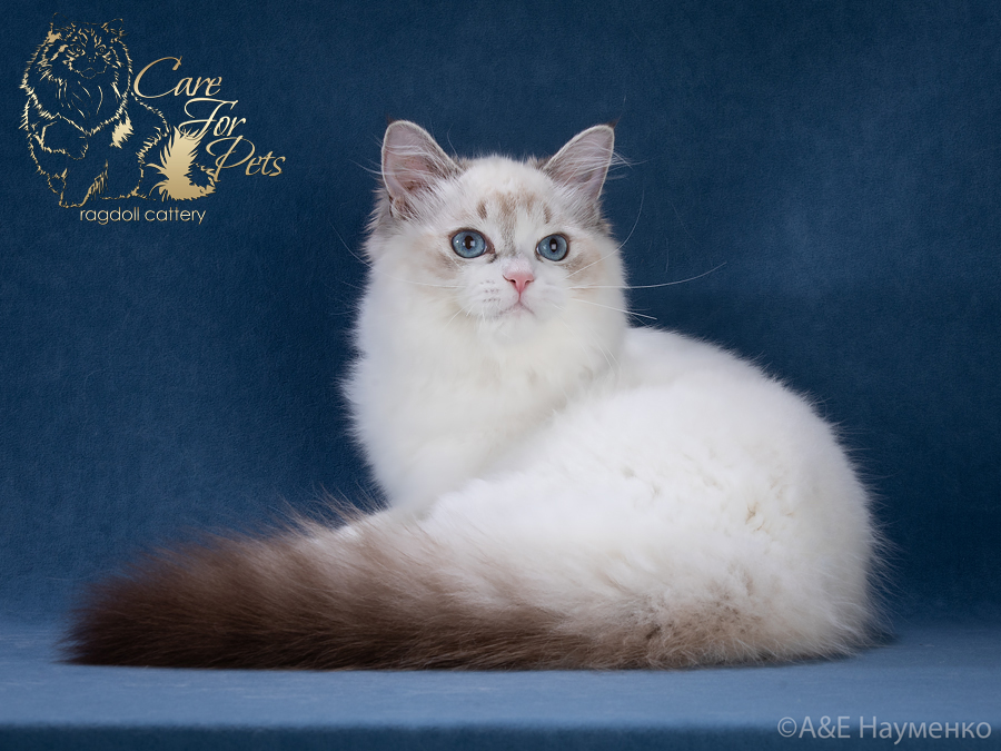 ragdoll  jolly careforpets