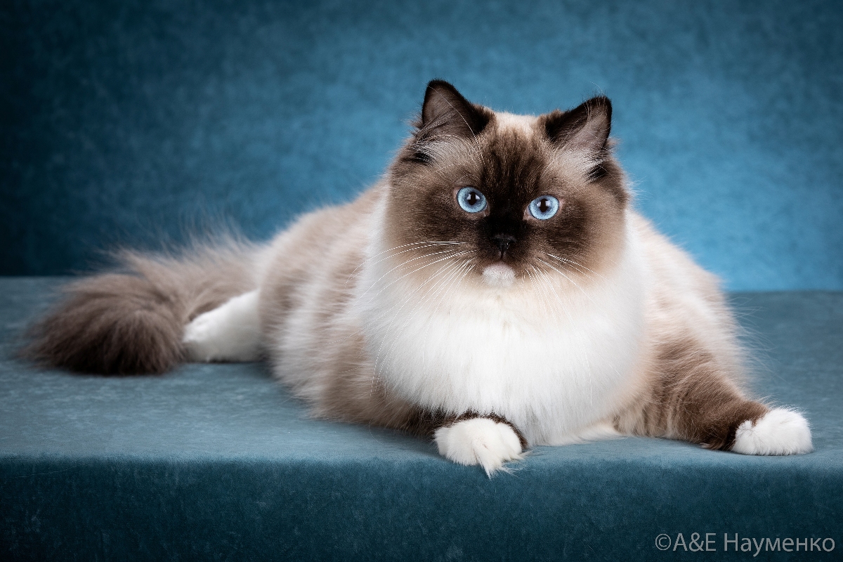 Ragdoll cat Russia