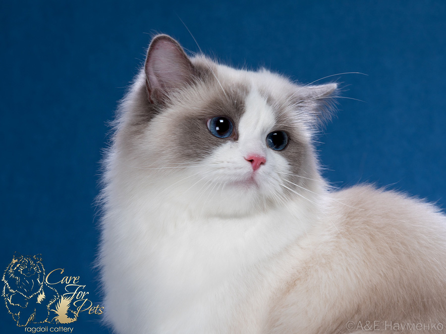 ragdoll Nice Girl CareForPets*RU