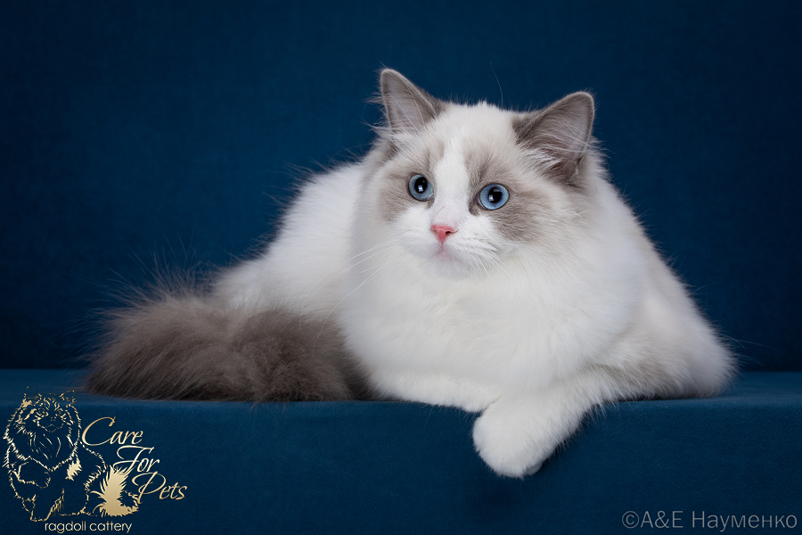 ragdoll seal point bicolor