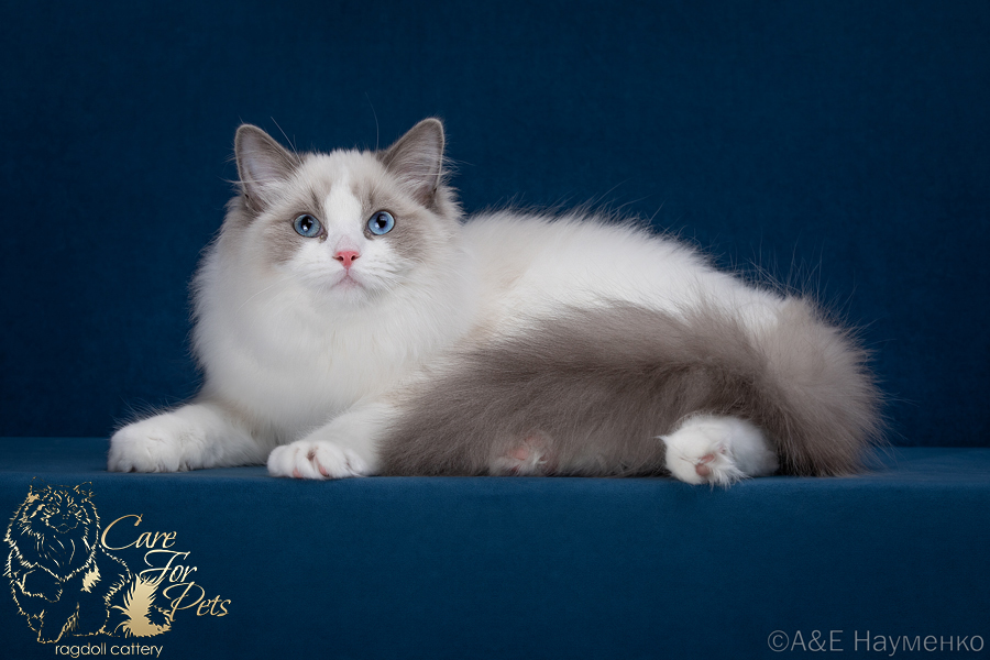 ragdoll blue  point bicolor
