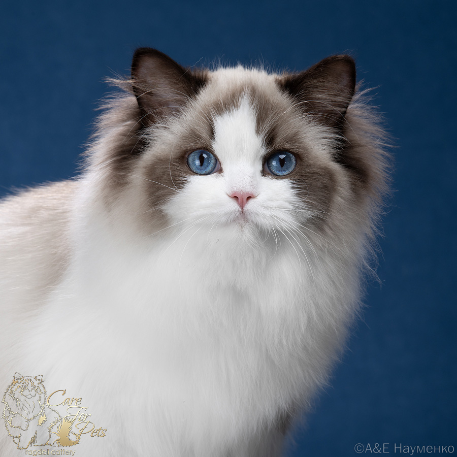 кошка рэгдолл U'Rita