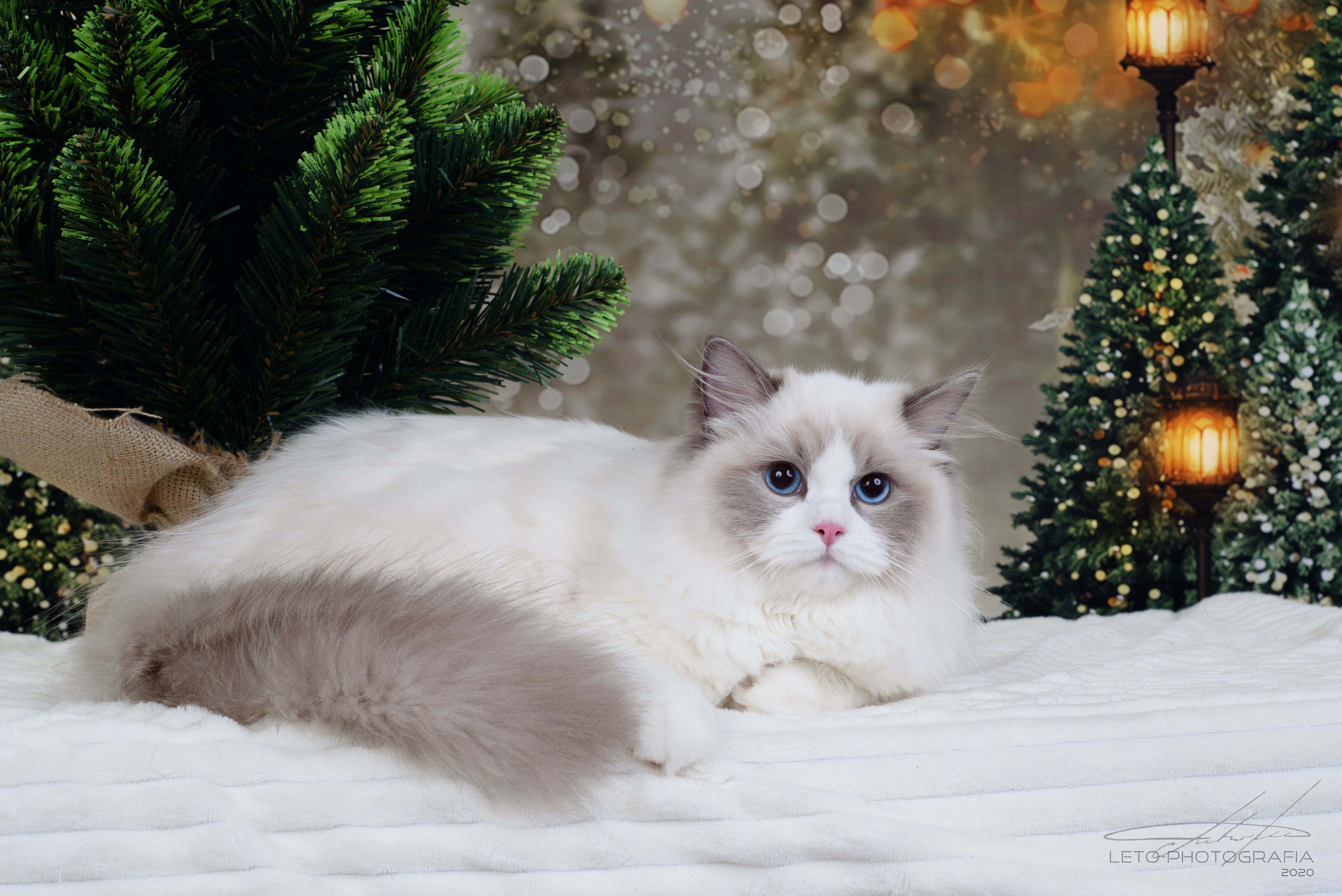 ragdoll z-emily CareForPets*RU