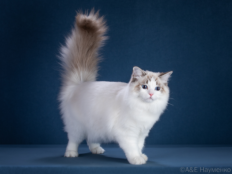 ragdoll Hey, Ursula CareForPets*RU