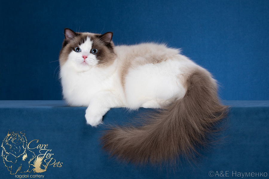 ragdoll  Valencia CareForPets*RU