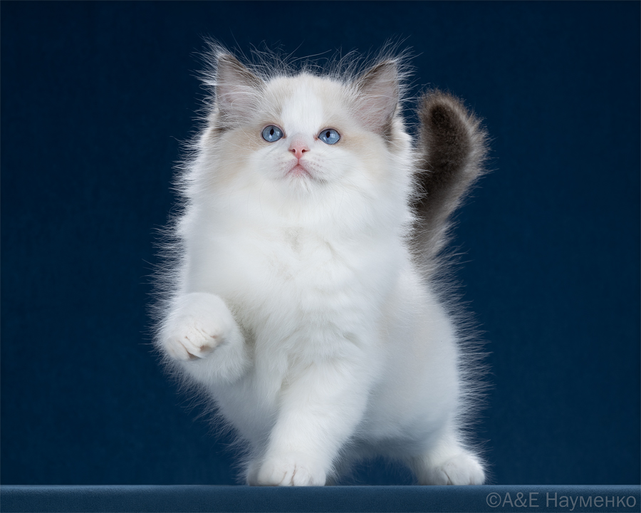 archi- ragdoll kittens
