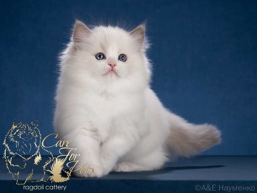 ragdoll kitten Aerial Girl