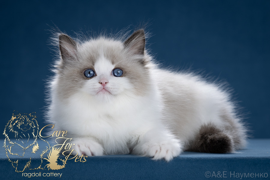 ragdoll kitten Excellent Boris CareForPets
