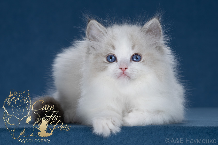 ragdoll kitten bounty-2026