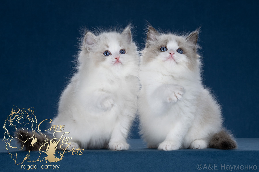 litter a-2025 ragdoll kittens