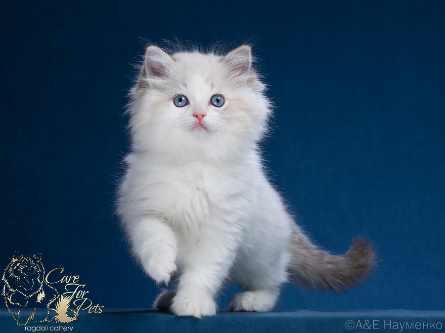 ragdoll kitten Maximilian