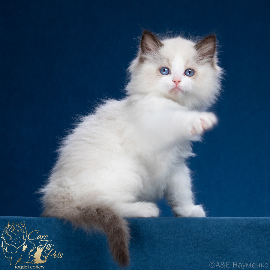 ragdoll kitten Baron