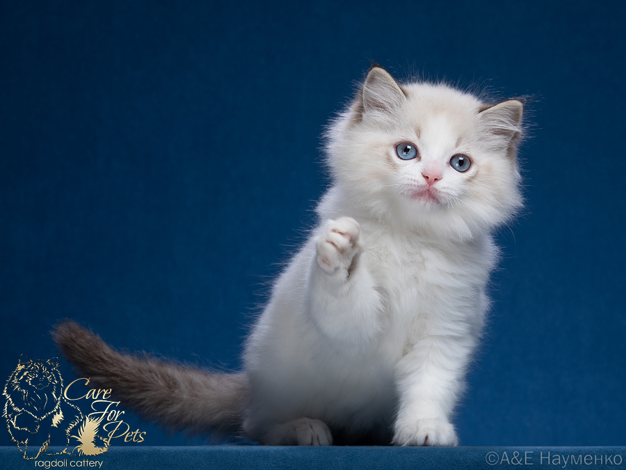 ragdoll kitten Bentley