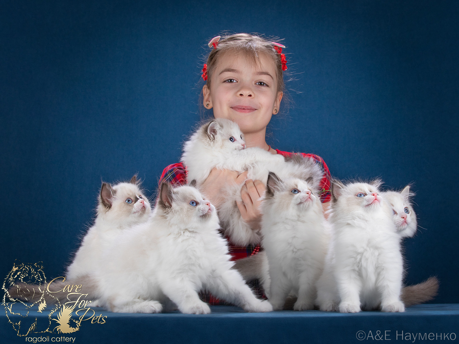 litter b kittens ragdoll