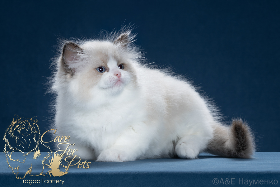 ragdoll kitten Candy
