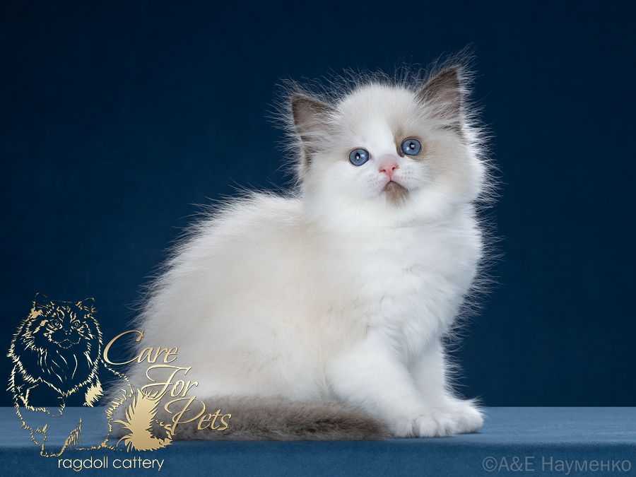 ragdoll kitten Carolina