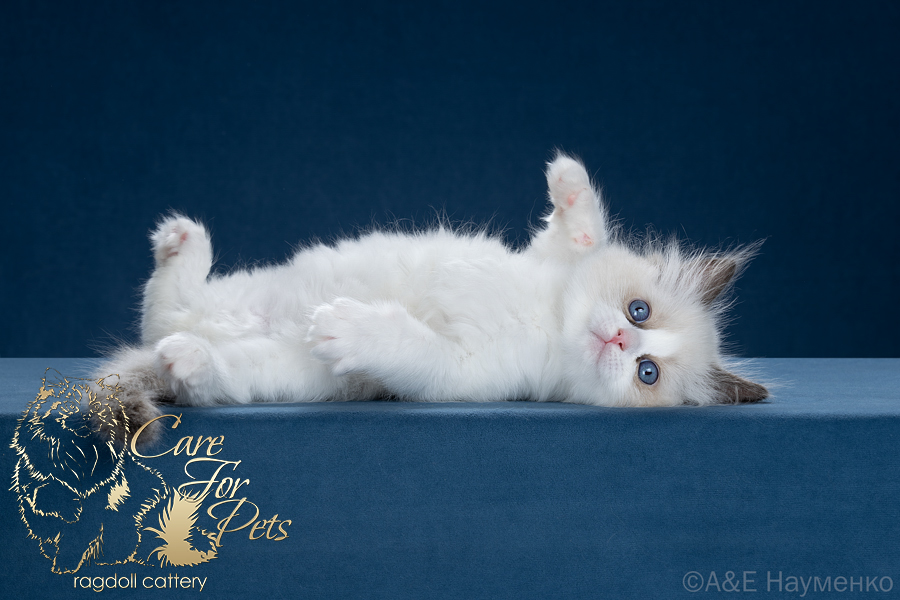 ragdoll kitten Cesar