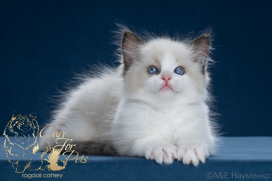 ragdoll kitten Cherry Lady