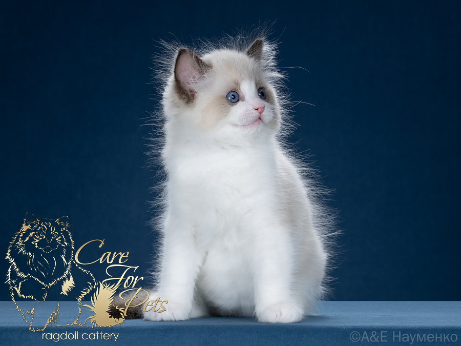 ragdoll kitten Cimbo