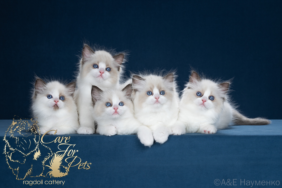 litter C-2026 ragdoll kittens