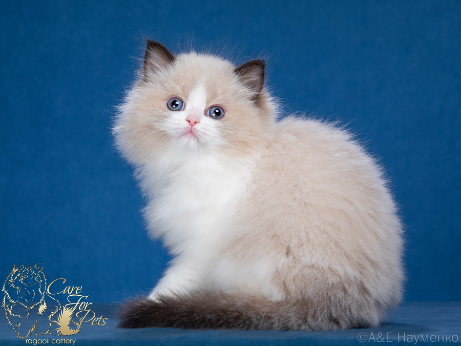 ragdoll kitten darling