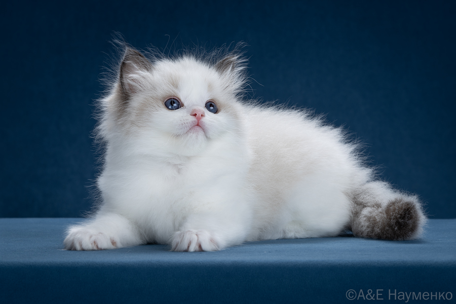 ragdoll kitten Demi Moore