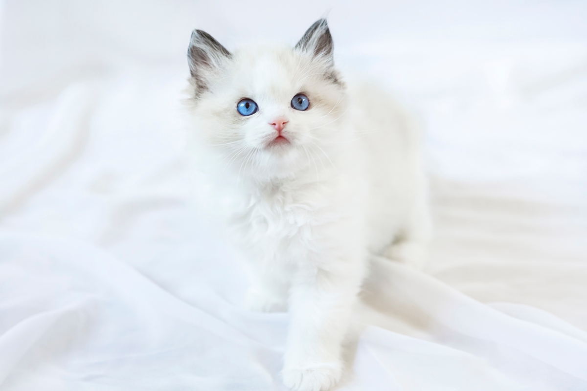 ragdoll kitten photo 