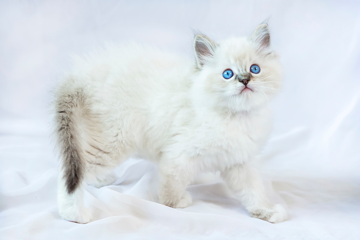 ragdoll kitten  