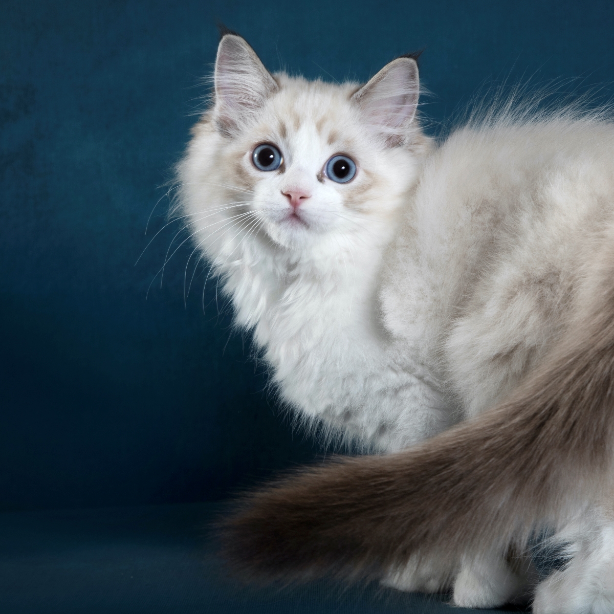 Ragdoll kitten