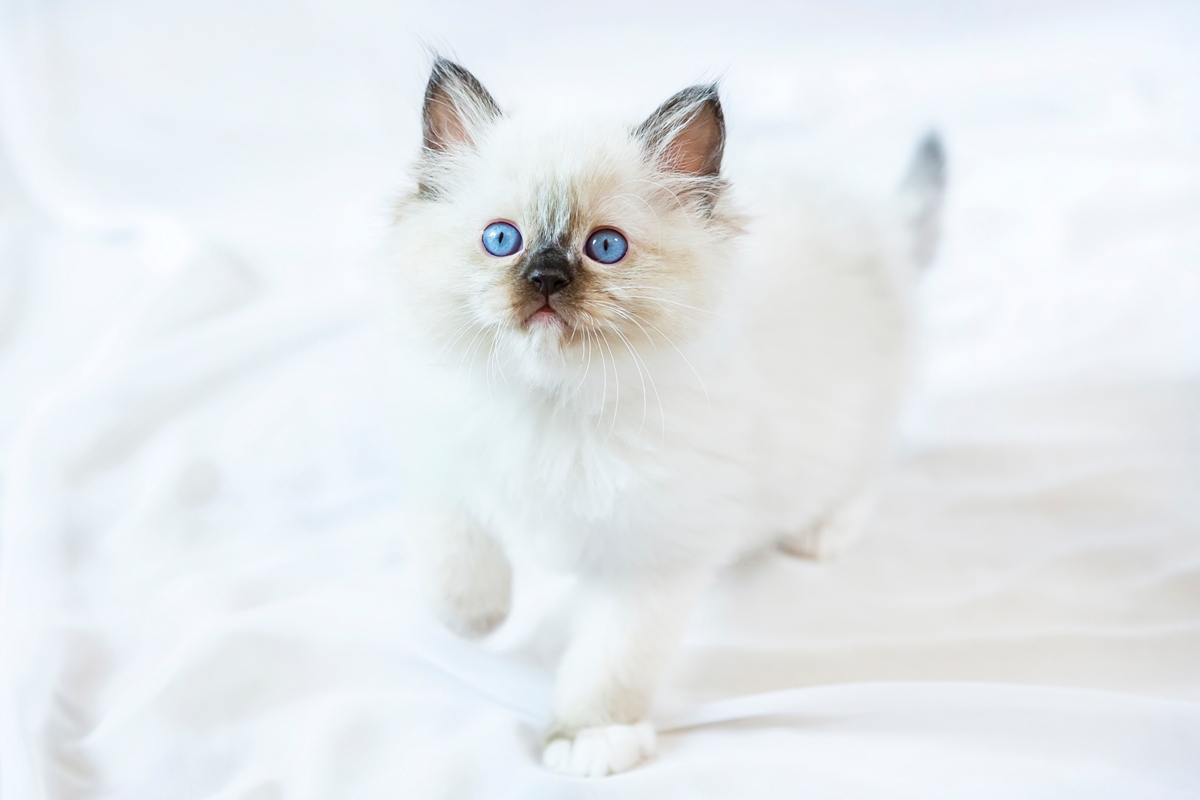 ragdoll kitten photo 