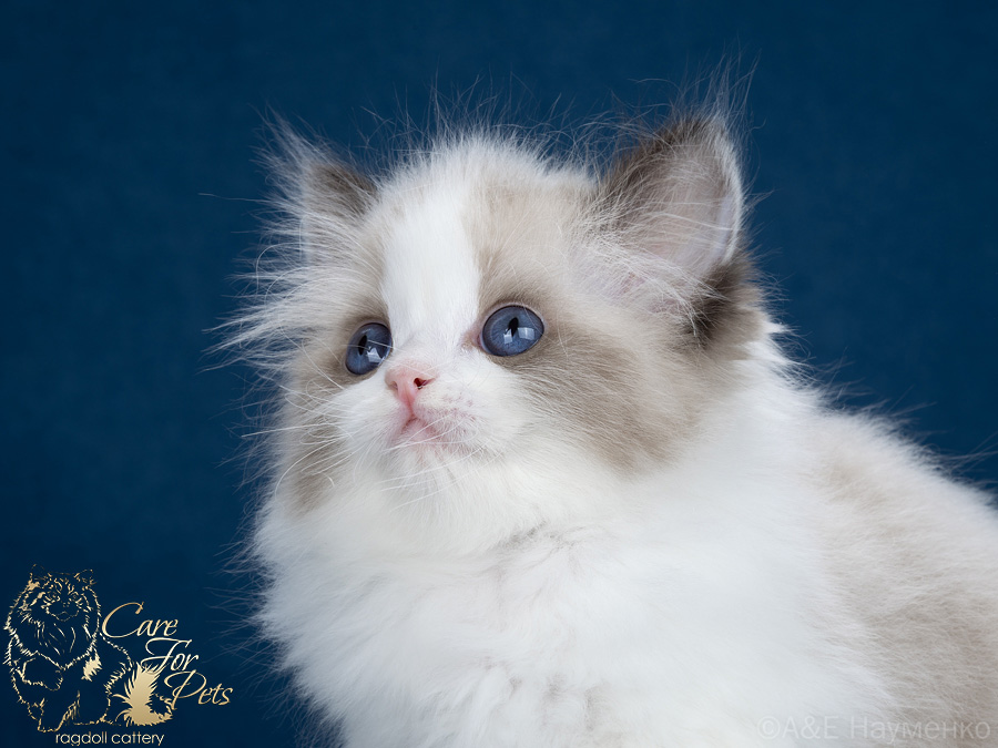 Ragdoll kitten E-Luna