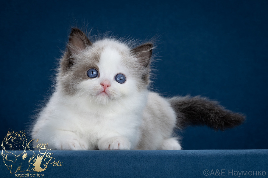 ragdoll kitten Eddy