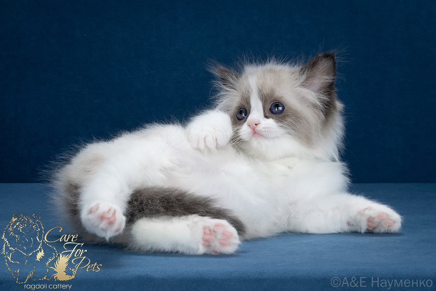 ragdoll kitten Eleonora CareForPets