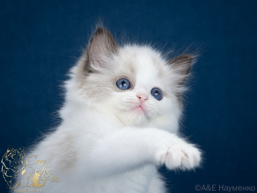 ragdoll kitten Elisabet CareForPets