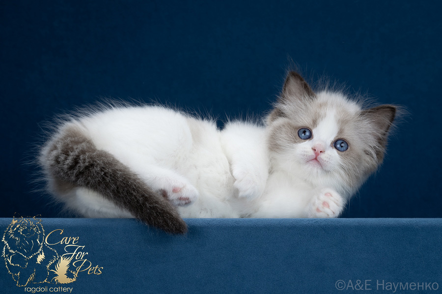 ragdoll kitten Elvis Presley