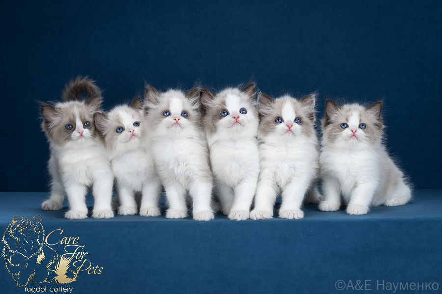 litter E-2026 ragdoll kittens